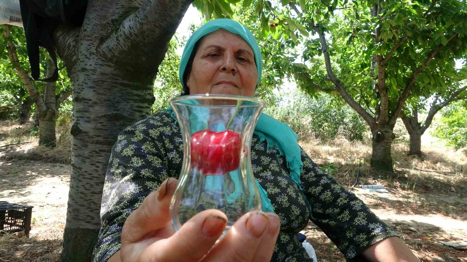 Çay bardağına sığmayan Lapseki kirazının hasadına başlandı
