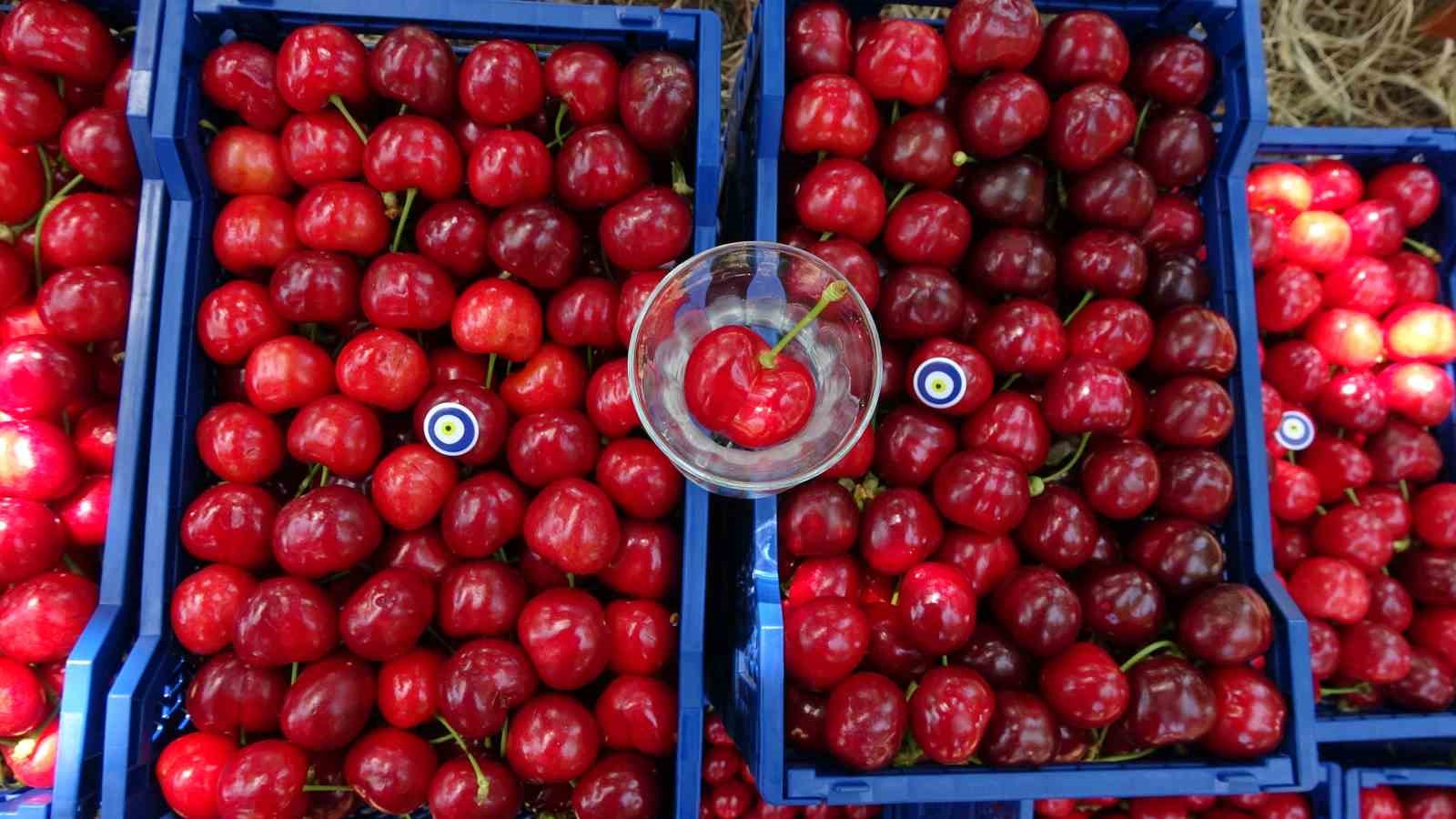 Çay bardağına sığmayan Lapseki kirazının hasadına başlandı
