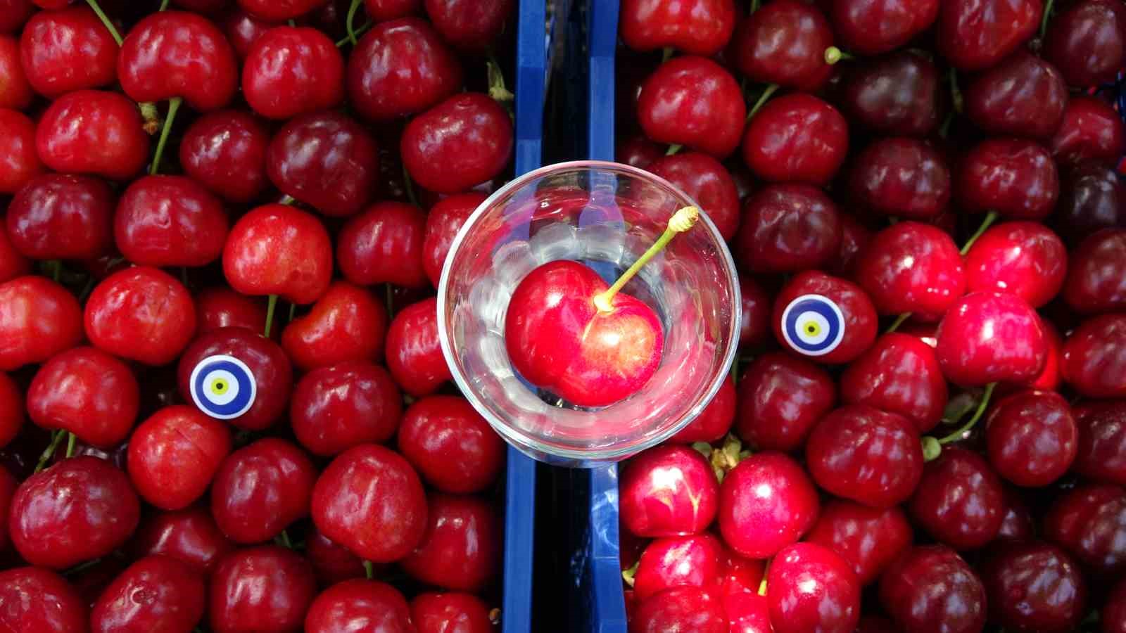 Çay bardağına sığmayan Lapseki kirazının hasadına başlandı
