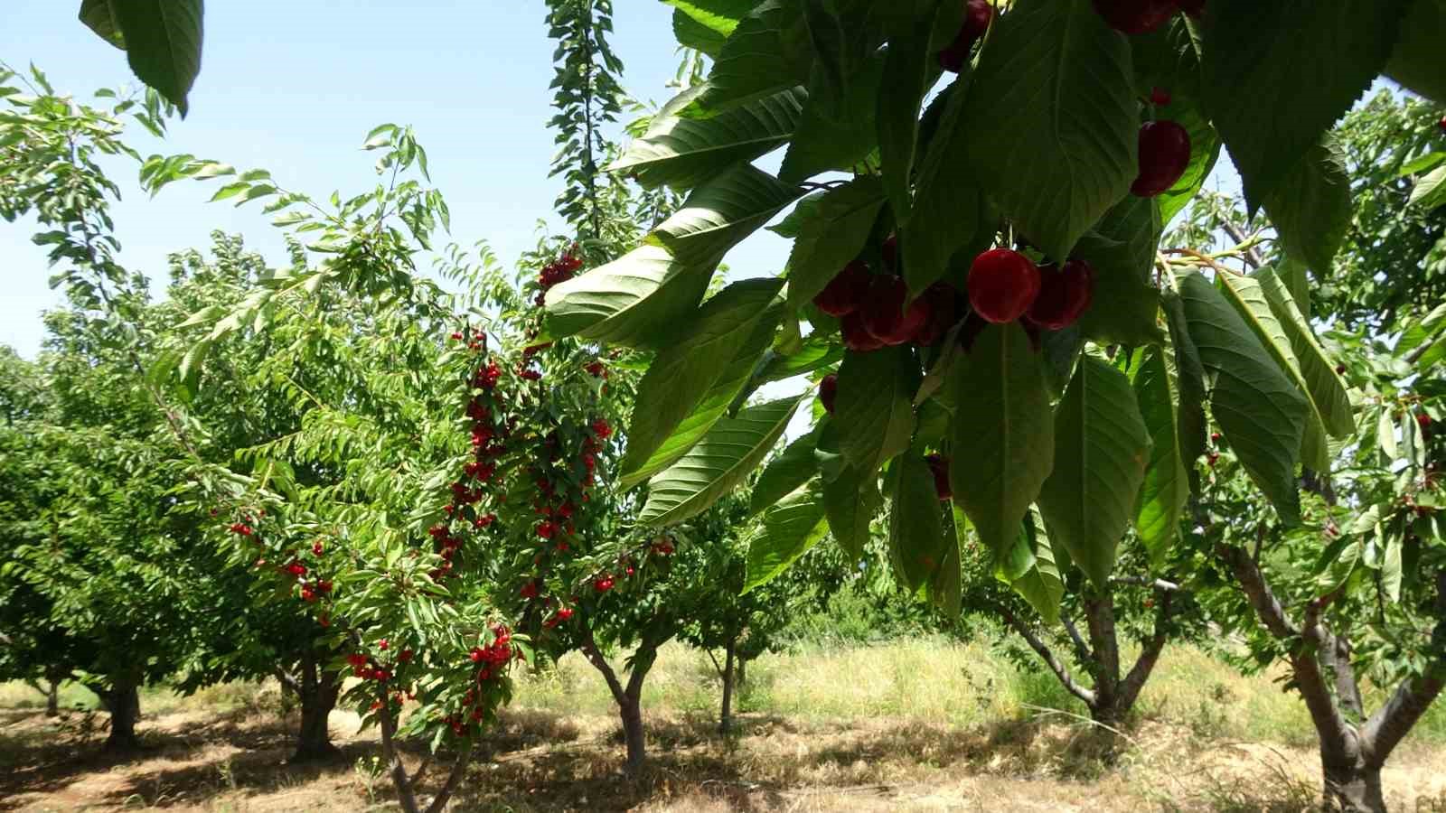 Çay bardağına sığmayan Lapseki kirazının hasadına başlandı
