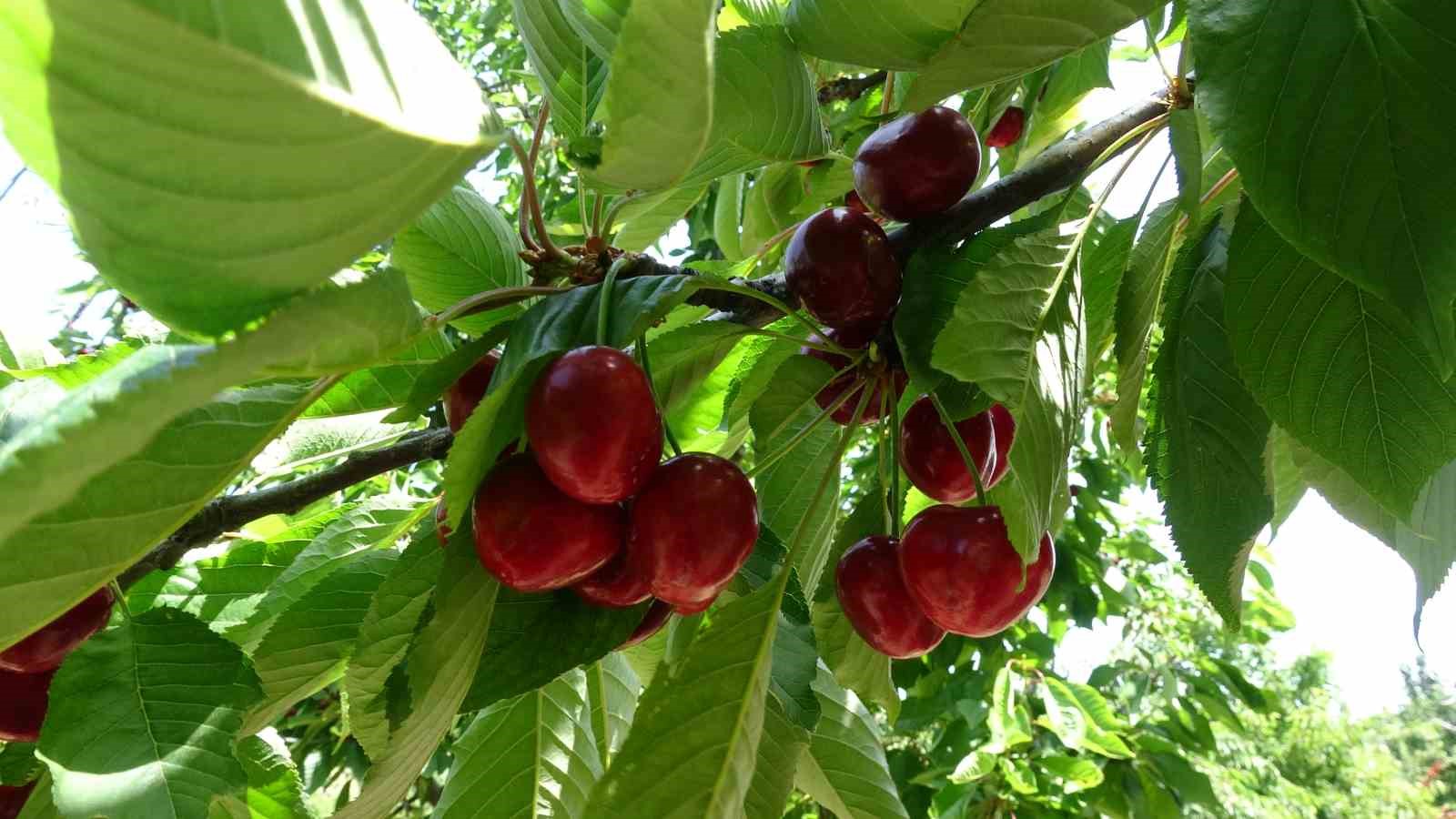 Çay bardağına sığmayan Lapseki kirazının hasadına başlandı
