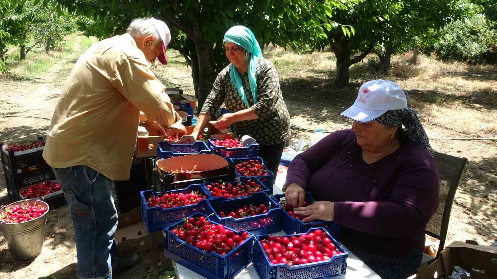 Çay bardağına sığmayan Lapseki kirazının hasadına başlandı
