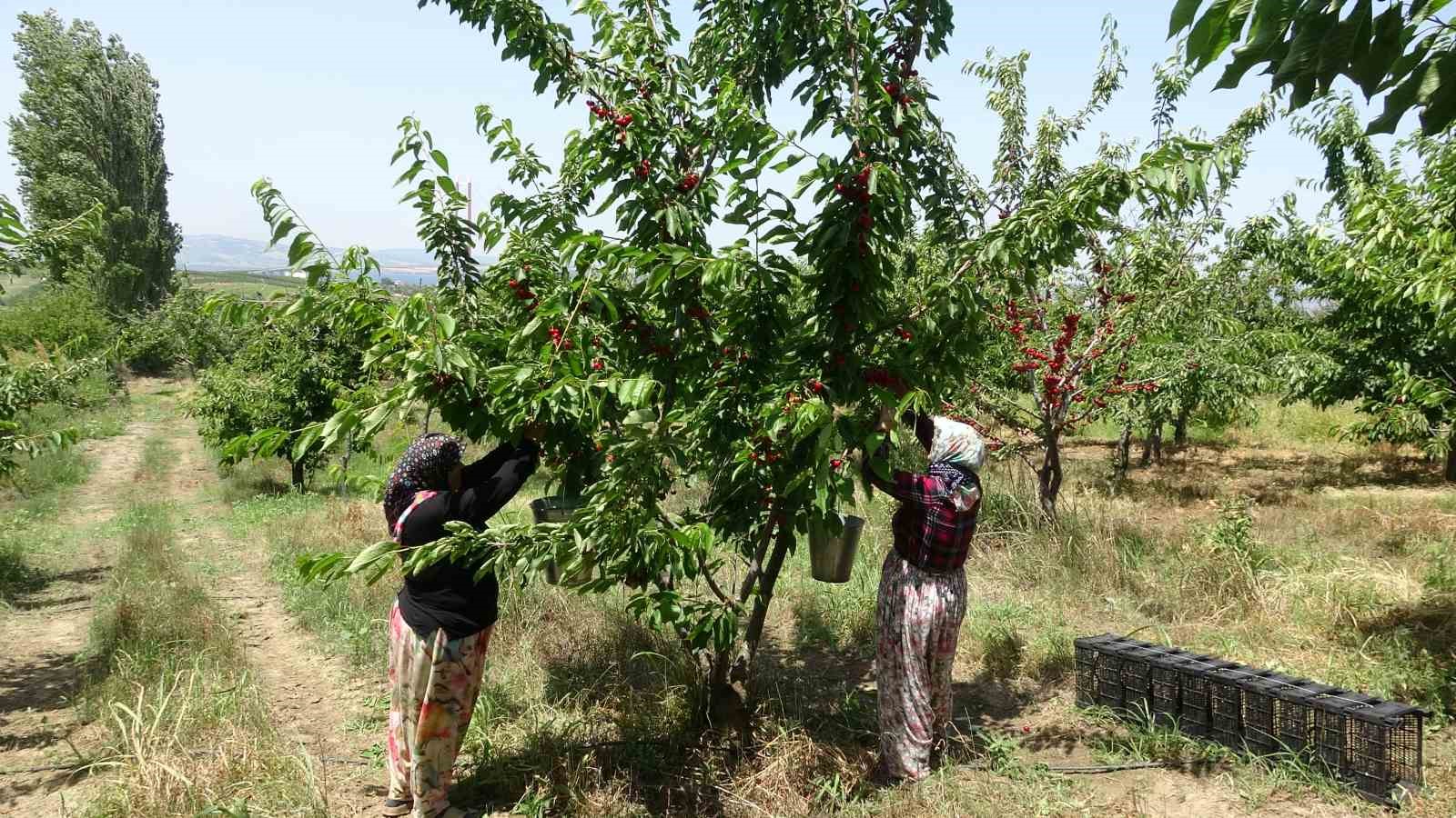 Çay bardağına sığmayan Lapseki kirazının hasadına başlandı
