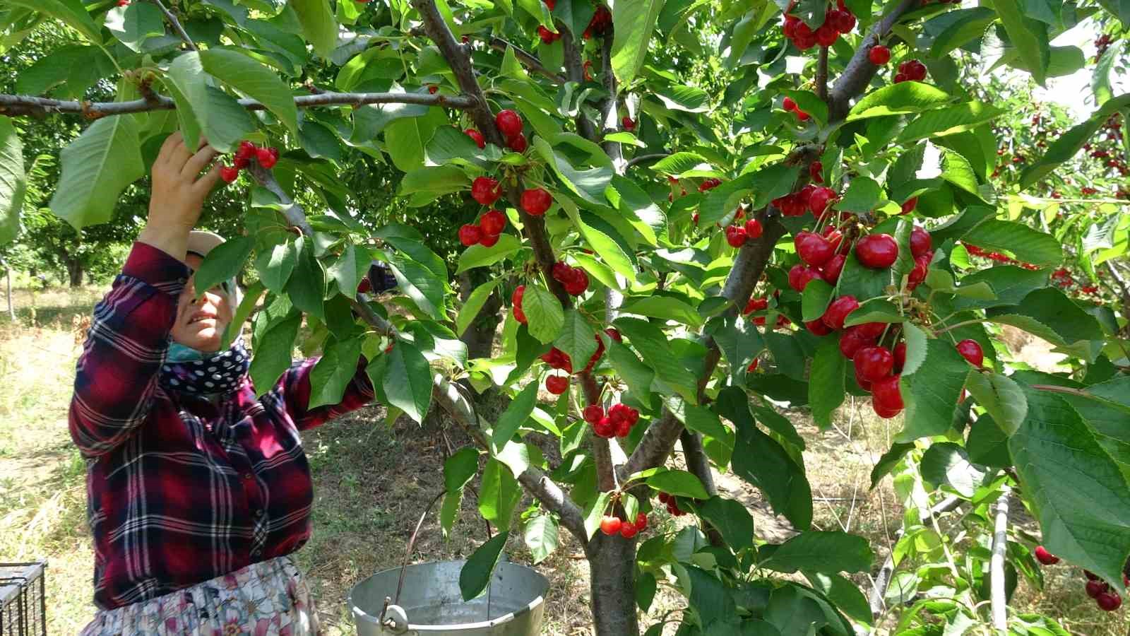 Çay bardağına sığmayan Lapseki kirazının hasadına başlandı
