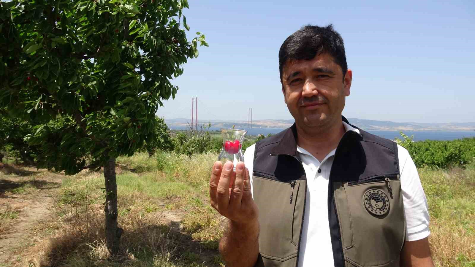 Çay bardağına sığmayan Lapseki kirazının hasadına başlandı
