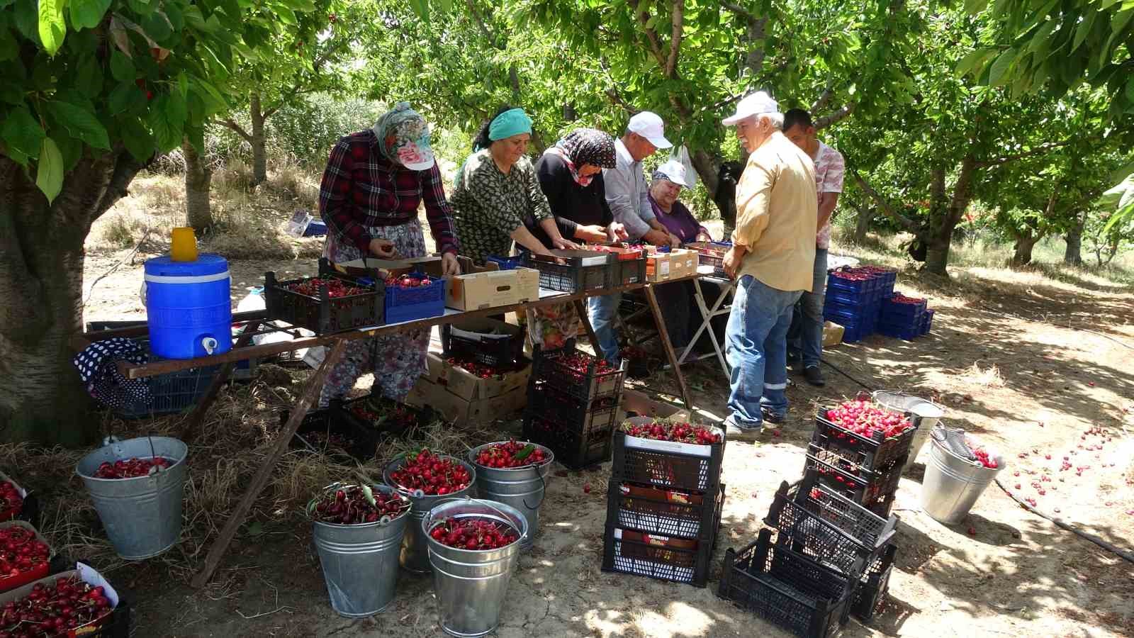 Çay bardağına sığmayan Lapseki kirazının hasadına başlandı
