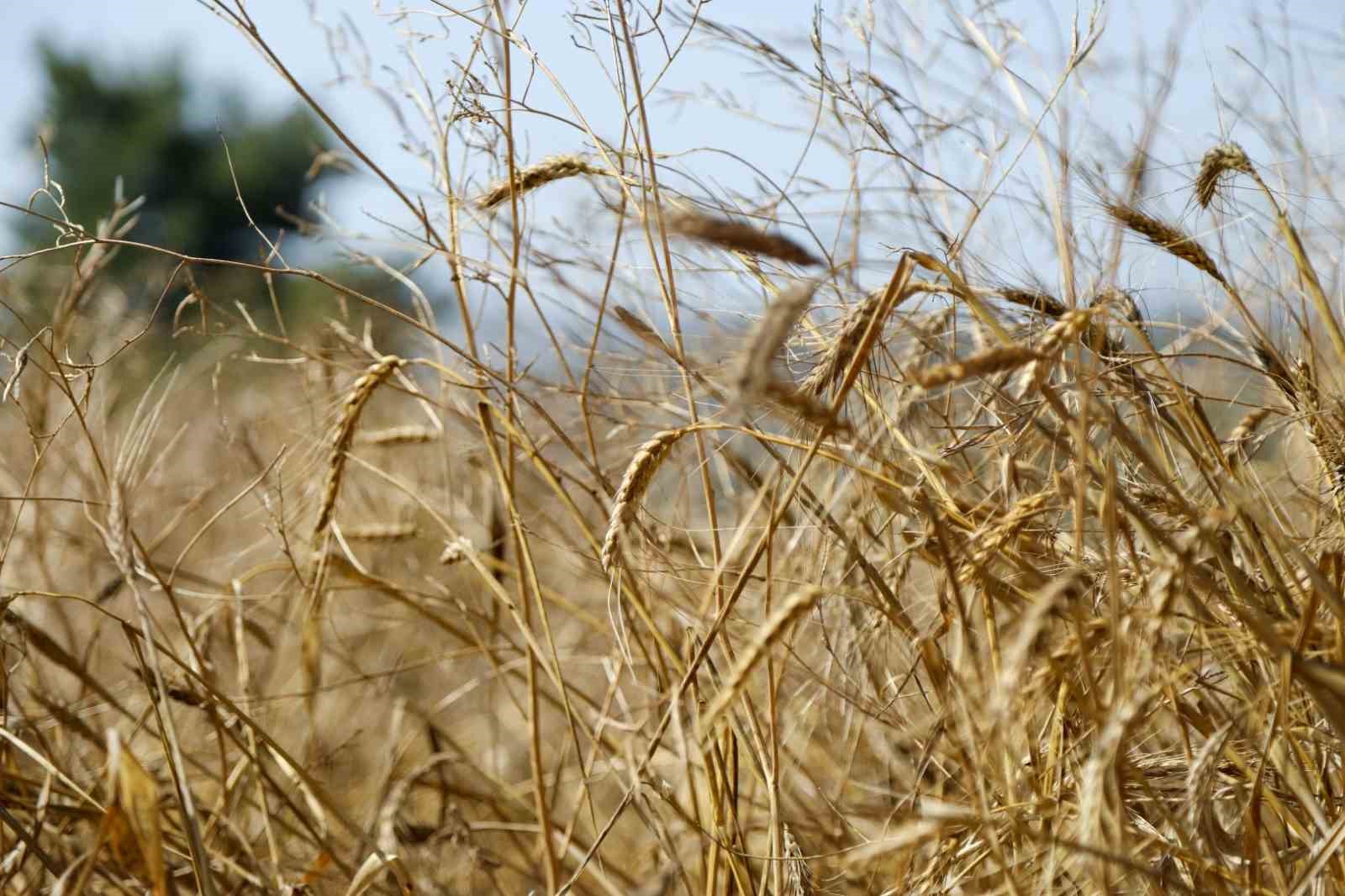 Bodrum Belediyesi’nden buğday hasadı
