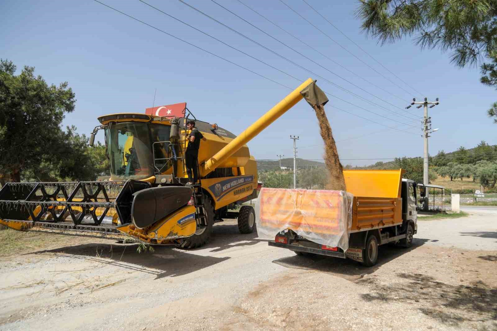 Bodrum Belediyesi’nden buğday hasadı
