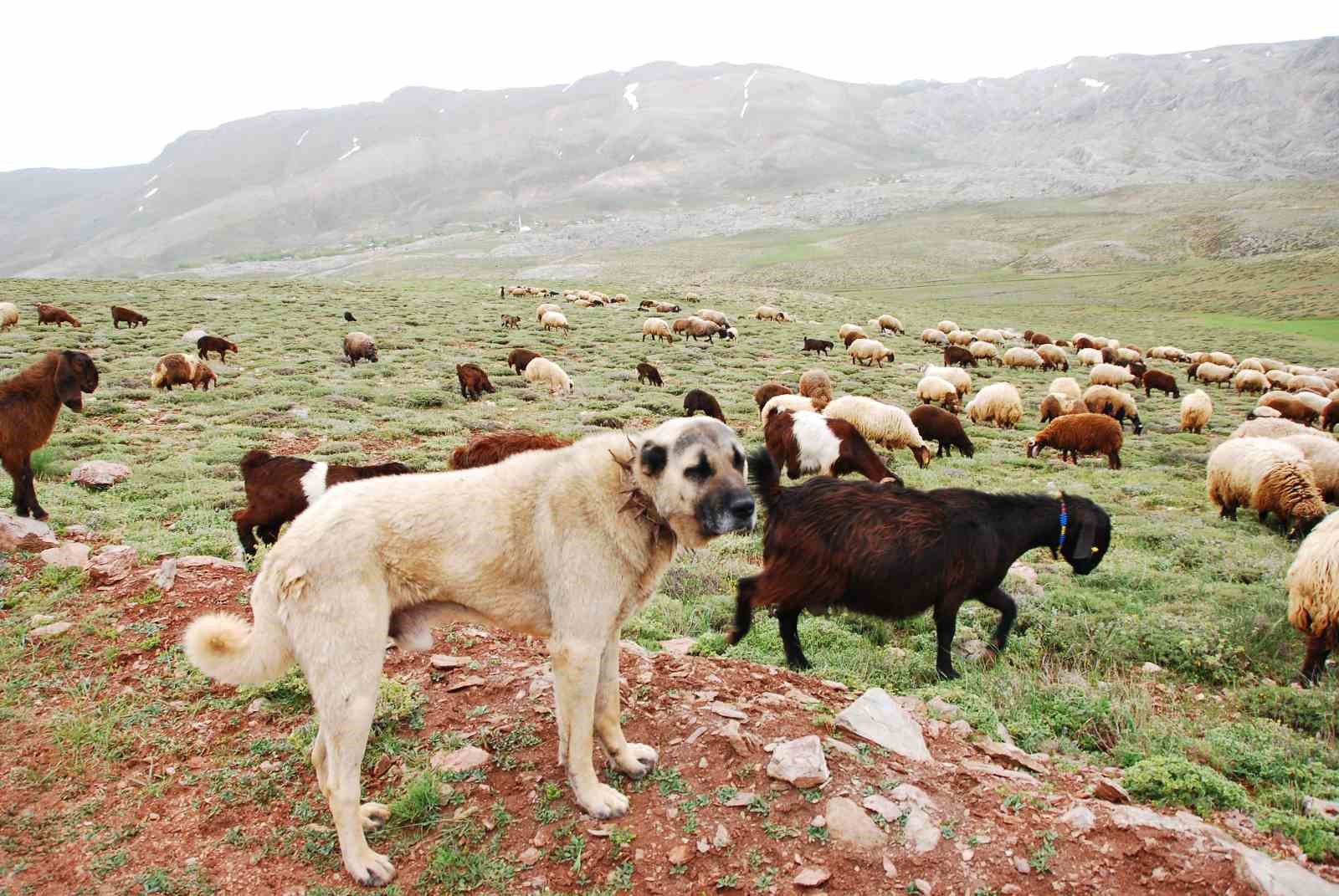 Antalya’da Yörüklerin yayla serüveni başladı
