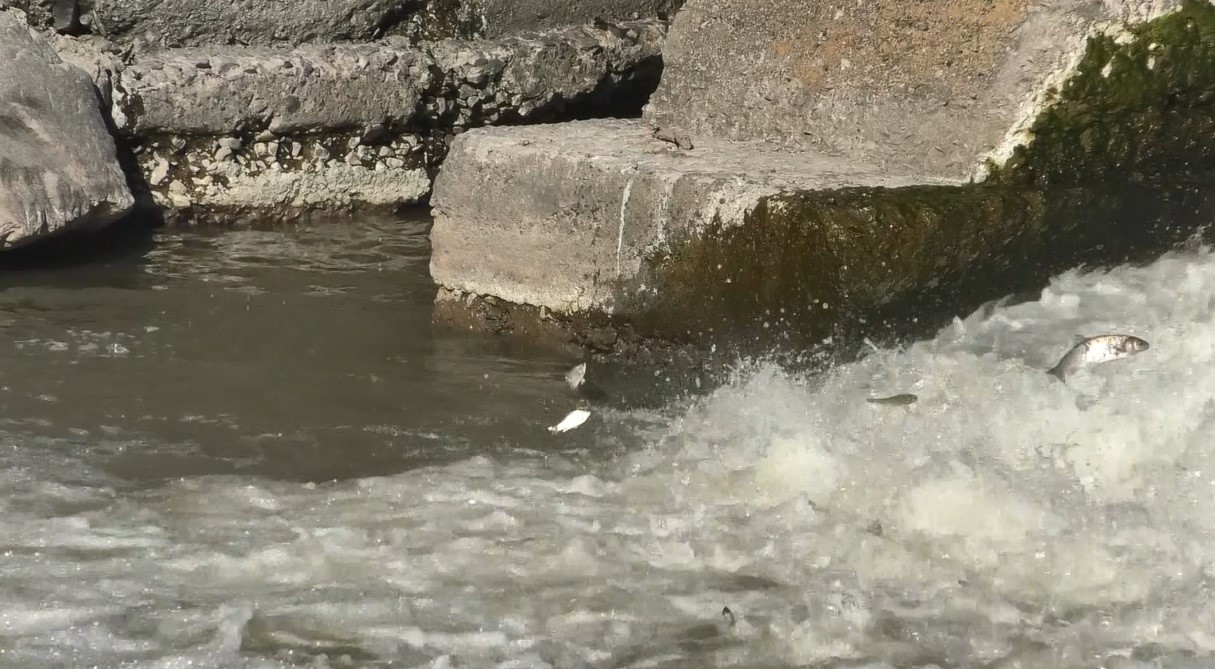 Kars’ta balıkların ‘ölüm’ göçü
