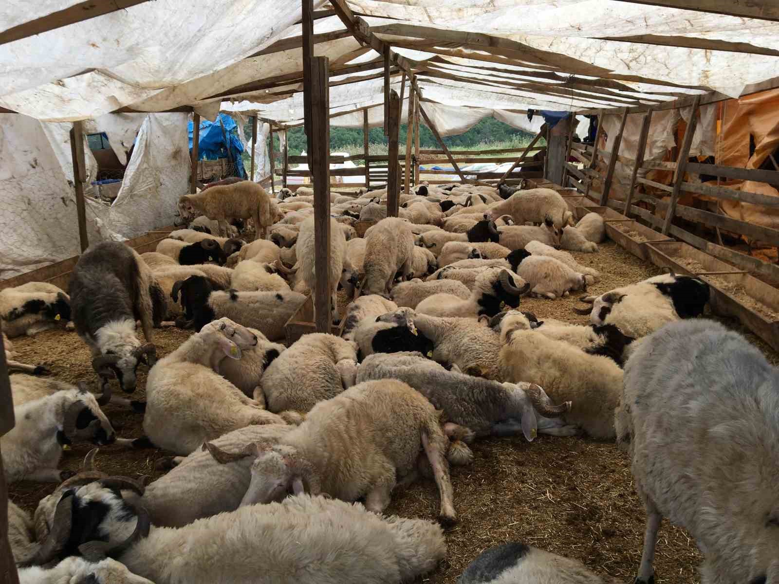 Kocaeli’de kurbanlıkların yarısı satıldı
