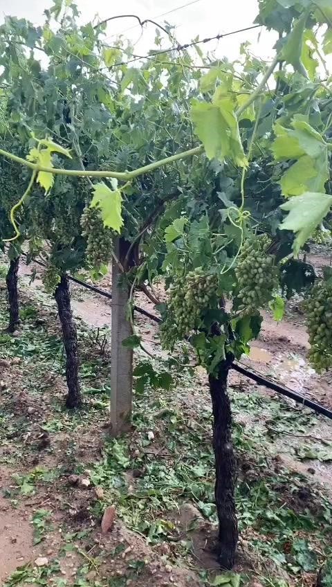 Fırtına minarenin külahını uçurdu, dolu üzüm bağlarını vurdu
