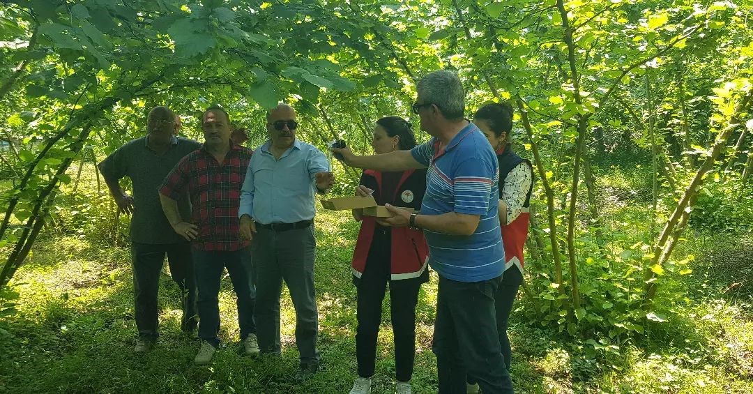 Türkeli’de samuray arısı doğaya salındı
