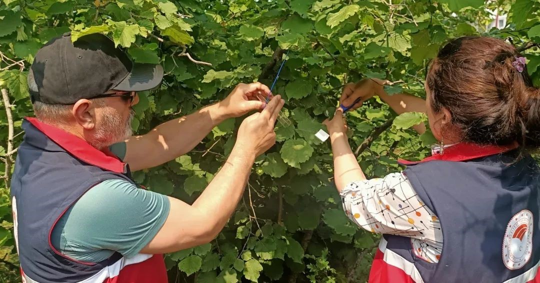 Türkeli’de samuray arısı doğaya salındı
