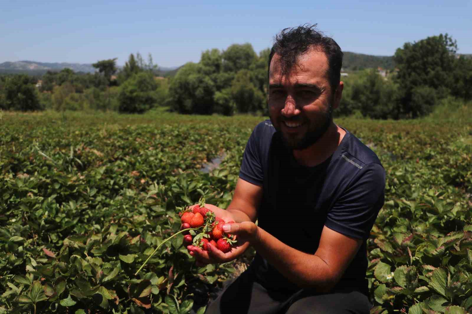 Türkiye’nin en güneyinde bereketli hasat, 40 derece sıcakta serinlemek için litrelerce su tüketiyorlar
