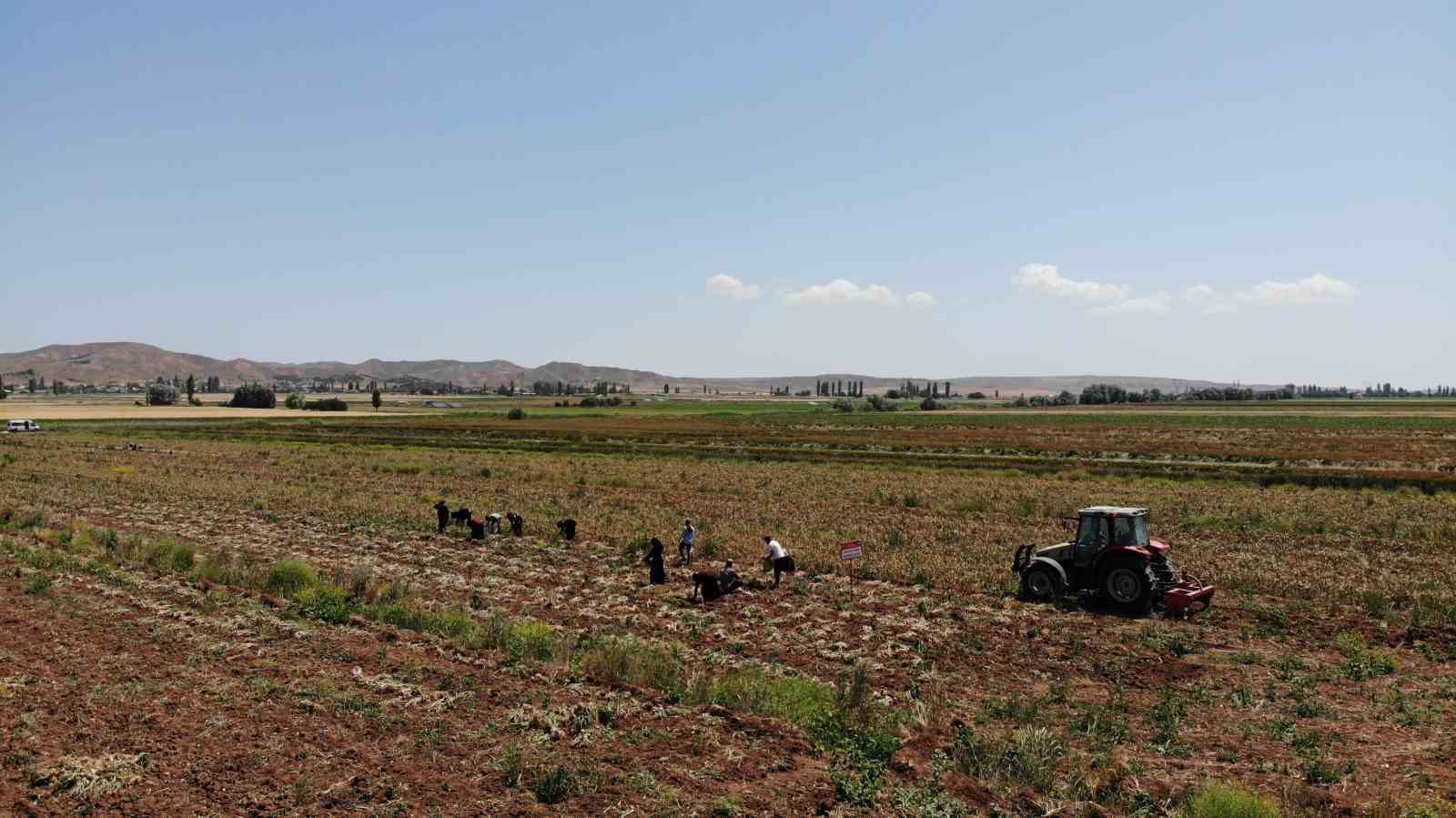 Türkiye’nin organik sarımsağında hasat başladı
