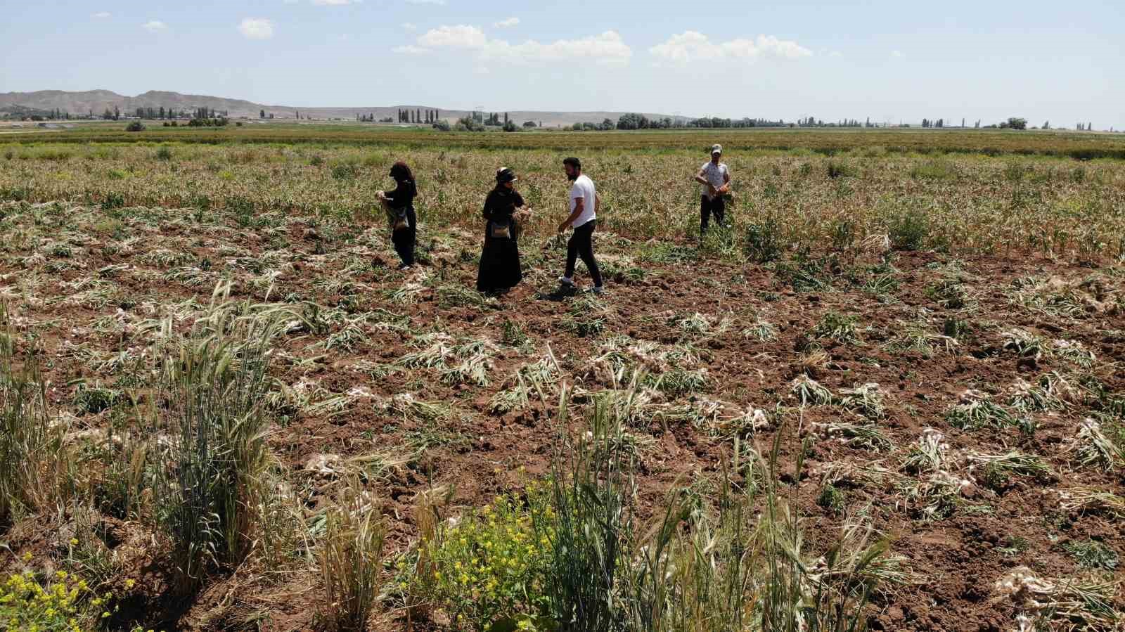 Türkiye’nin organik sarımsağında hasat başladı
