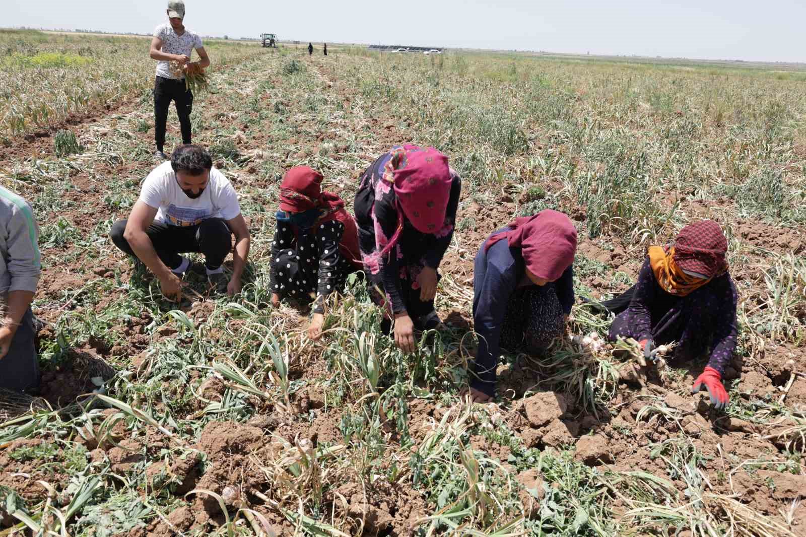 Türkiye’nin organik sarımsağında hasat başladı
