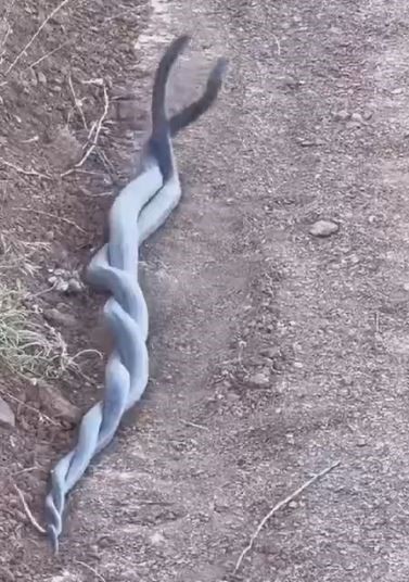 Elazığ’da yılanların çiftleşme dansı kameraya yansıdı
