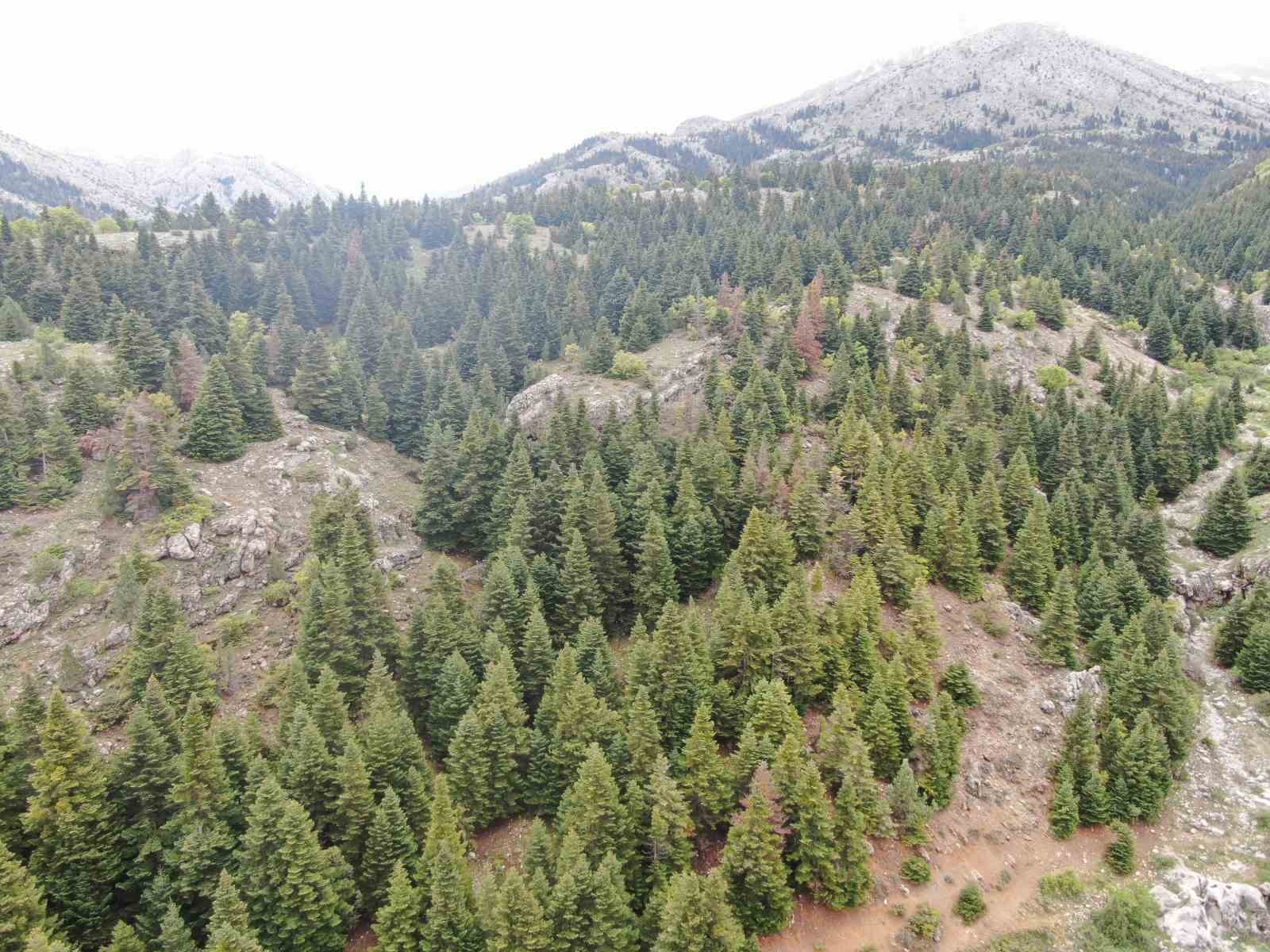 Kayseri’nin Belgrad’ı Berçin Ormanları
