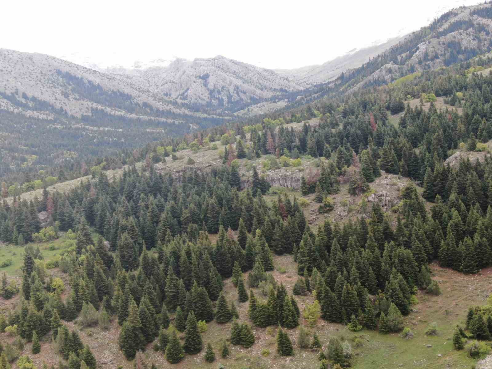 Kayseri’nin Belgrad’ı Berçin Ormanları
