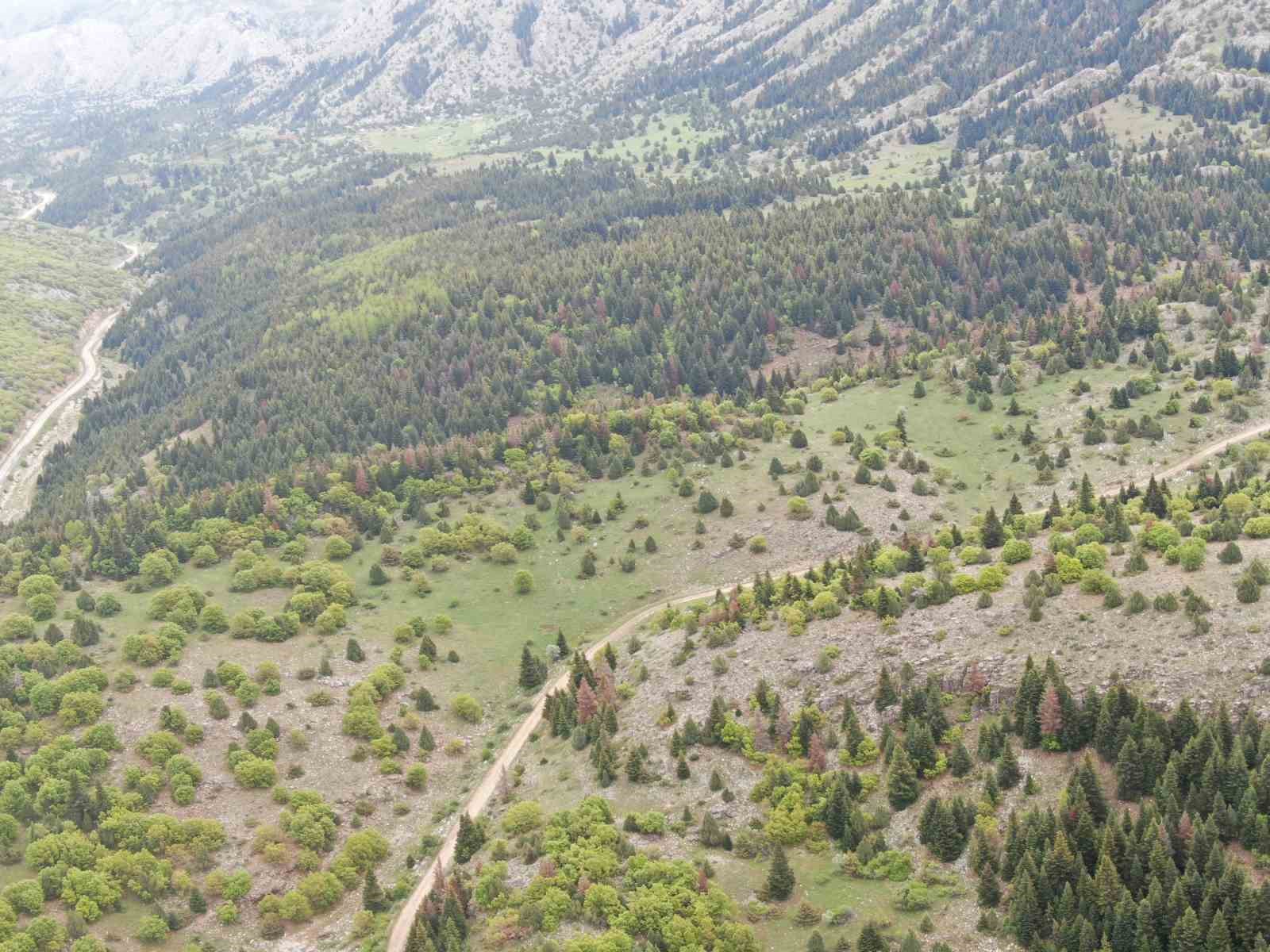 Kayseri’nin Belgrad’ı Berçin Ormanları
