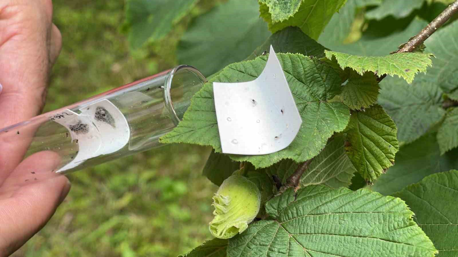 Kahverengi kokarca ile mücadele için doğaya samuray arıcıkları salındı
