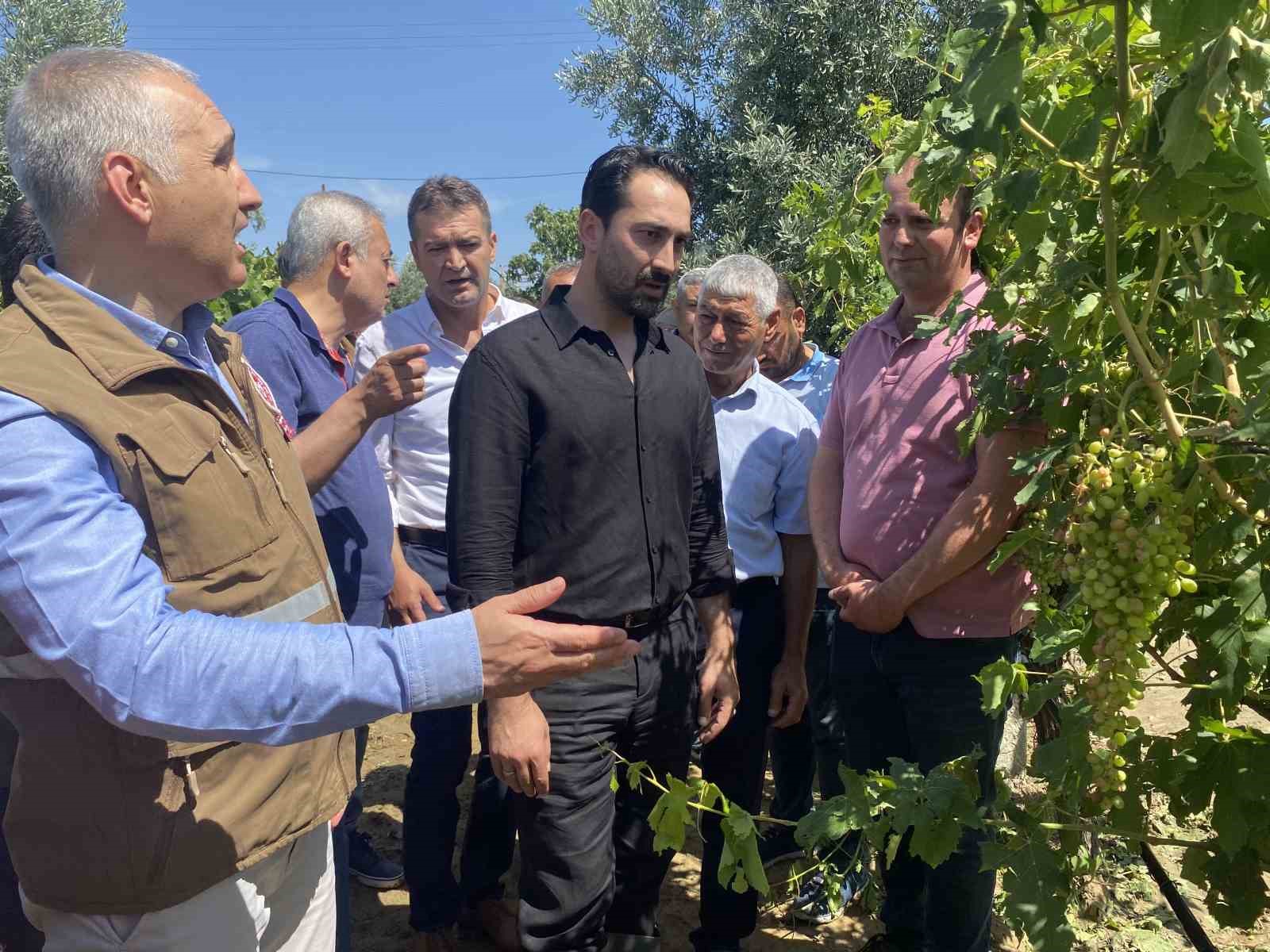 Dolu yağışının ardından üzüm bağlarında hasar tespiti başladı
