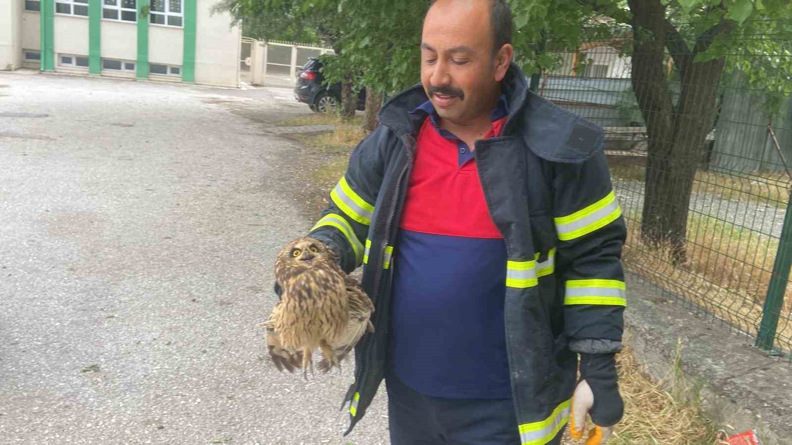 Bahçe çitine sıkışan baykuş kurtarıldı
