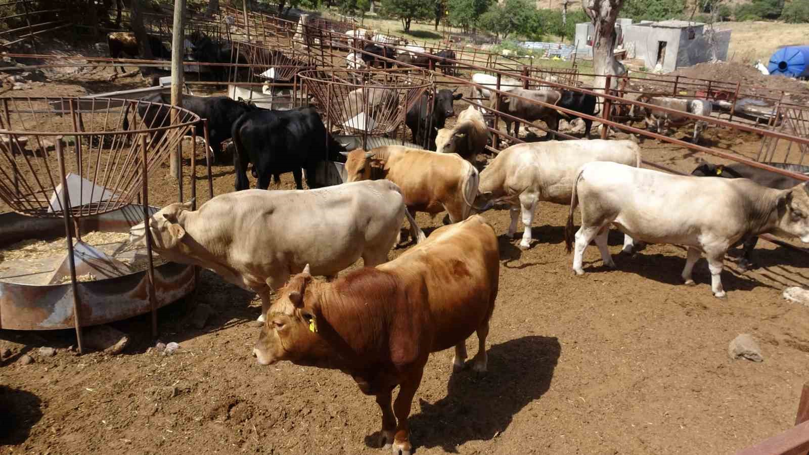 Çanakkale’de 1 ton 800 kilogram ağırlığındaki isimli boğa 340 bin TL’den alıcısını bekliyor
