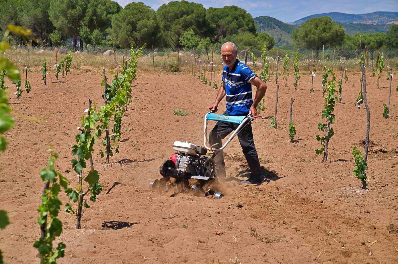 Bergama’nın geleneksel üzümleri yeniden canlanıyor
