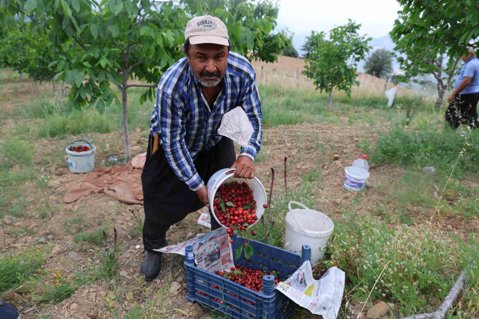 Kirazı işçi bulamayınca köylüler imece usulü topladı
