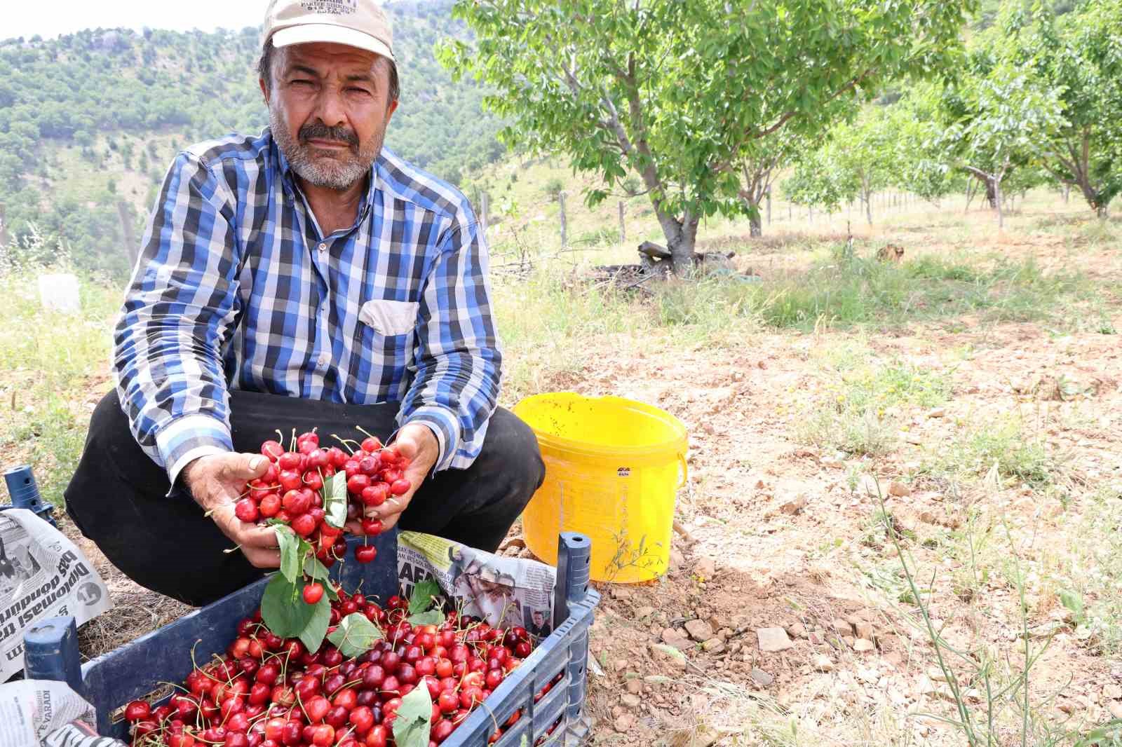 Kirazı işçi bulamayınca köylüler imece usulü topladı
