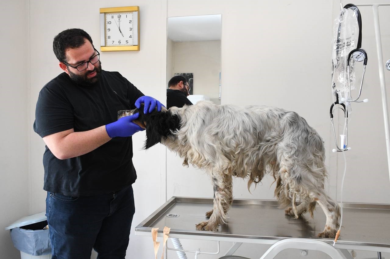 Yaralı köpeğe belediye şefkati
