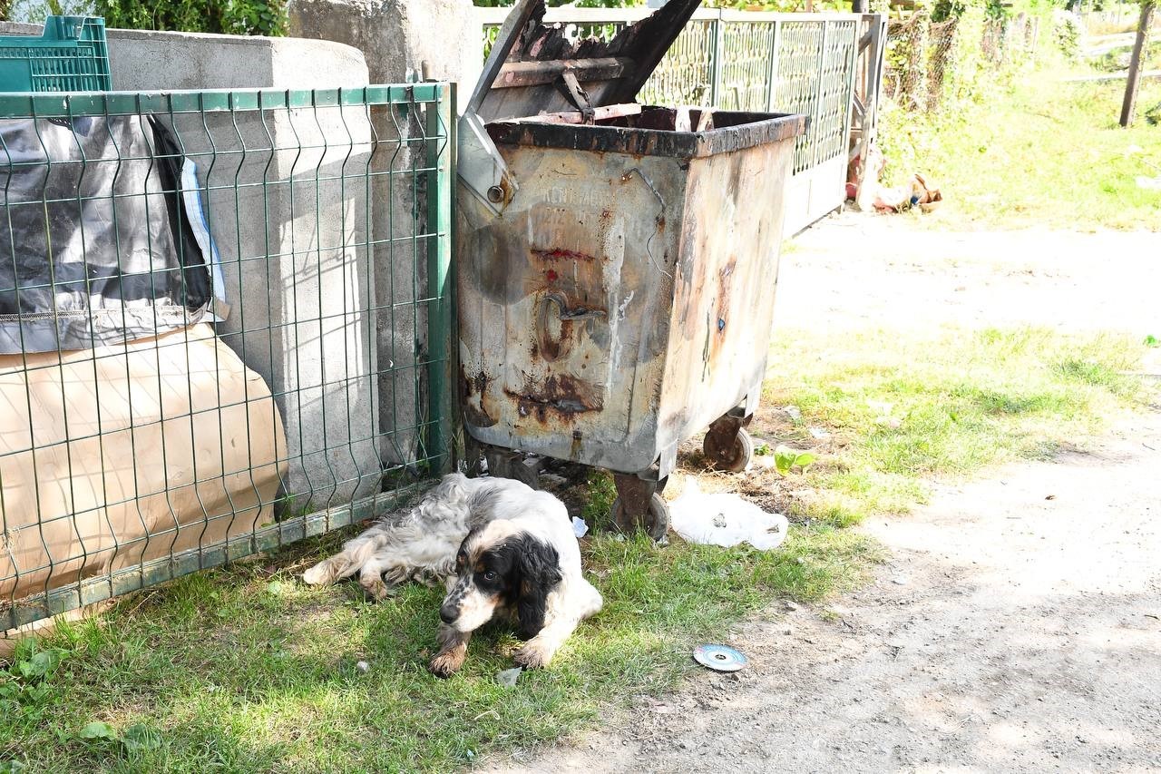 Yaralı köpeğe belediye şefkati
