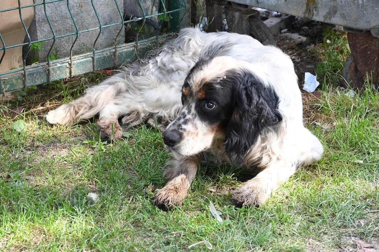 Yaralı köpeğe belediye şefkati
