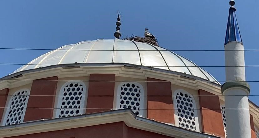 Dolu yağışından kurtulan leylekler mahallelinin tesellisi oldu
