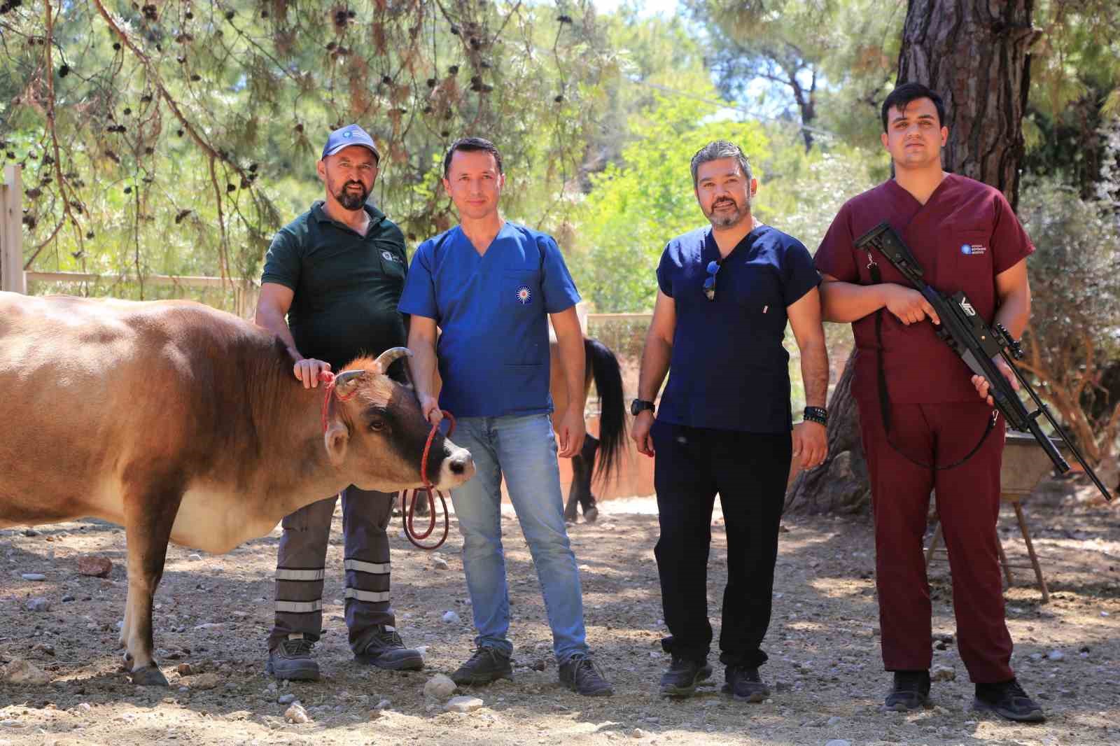 Antalya’da firari kurbanlıkları yakalama timleri göreve hazır
