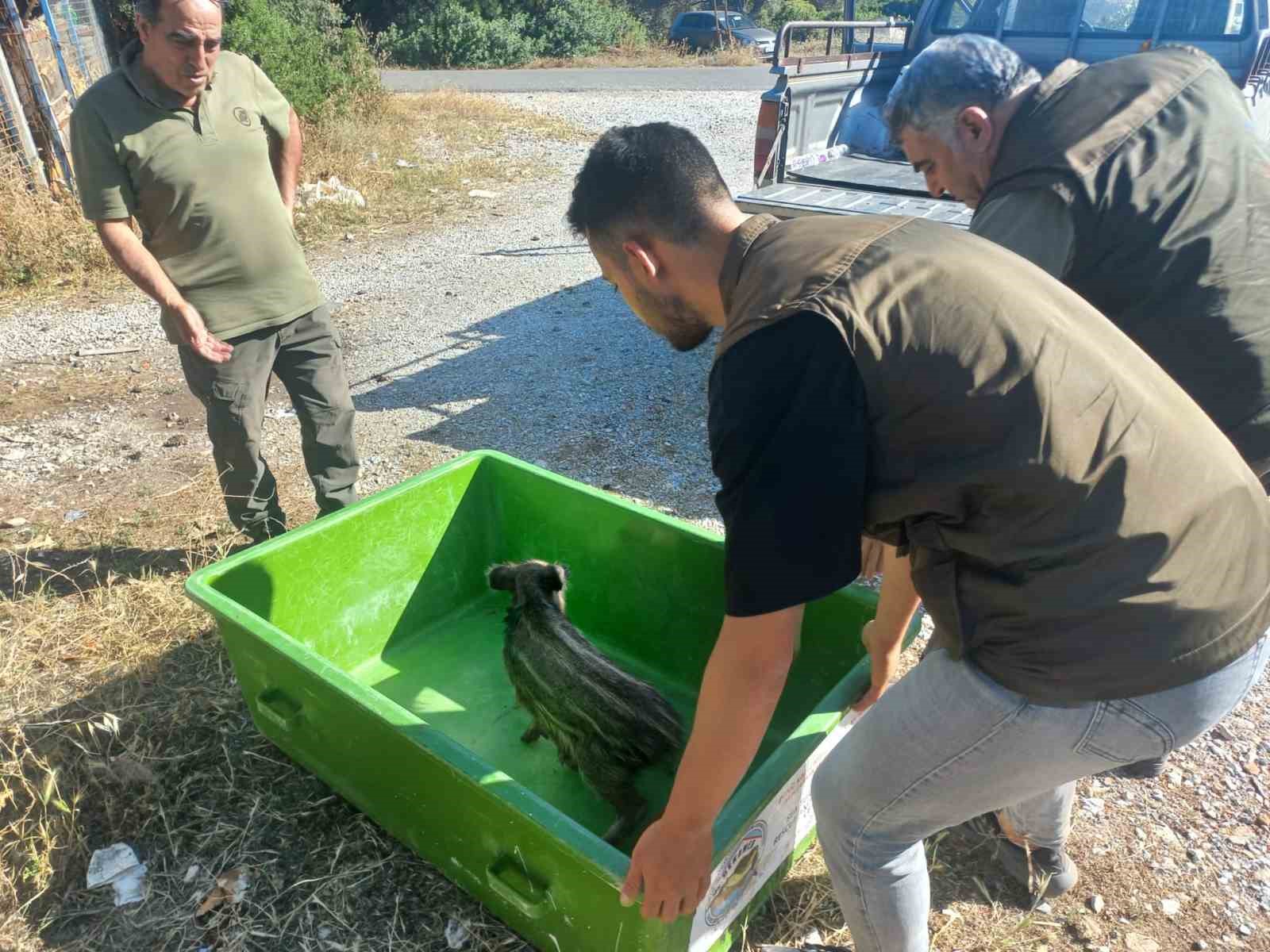 Bodrum’da 3 bin 738 sokak hayvanına müdahale edildi
