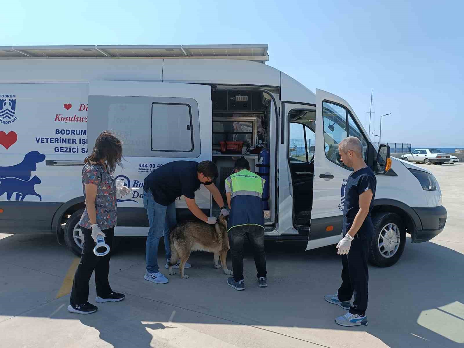 Bodrum’da 3 bin 738 sokak hayvanına müdahale edildi
