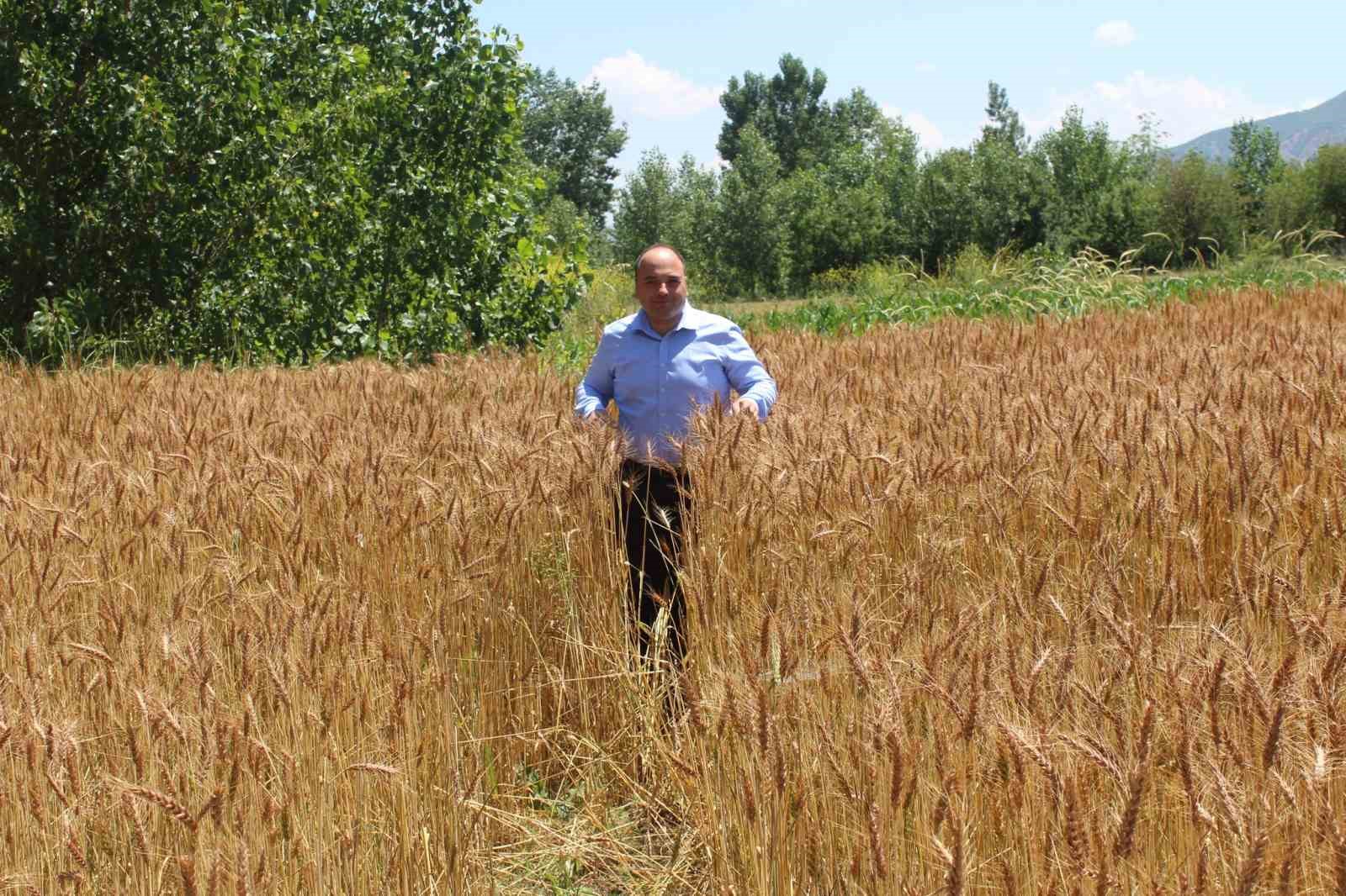 Tokat’ta yerli ve milli buğday tohumu Taner’in ekimi gerçekleştirildi
