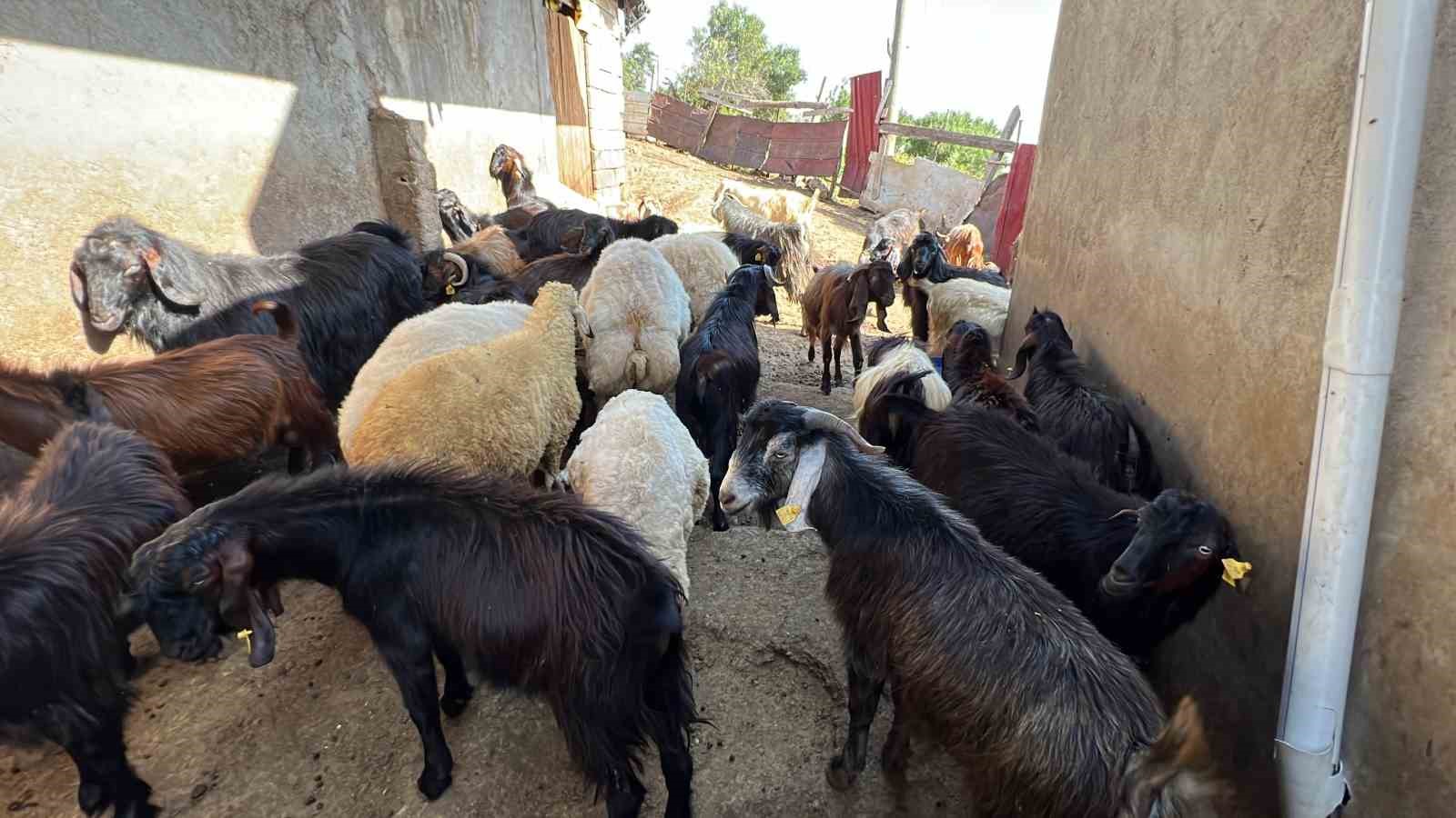 Kurbanlık satıcısı kadın: “Kurbanlıklar pahalı satılıyor bu kadar olmaz