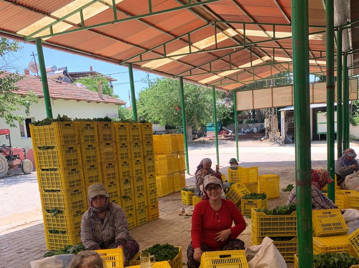 Taze yaprağın kilosu bağda 20 TL’ye düştü
