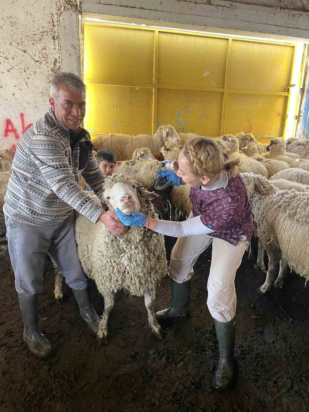 Salihli’de küçükbaş hayvanlar aşılanıyor
