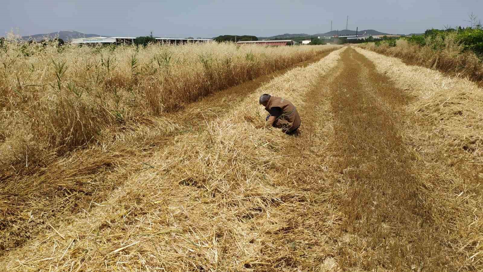 Manisa’da biçerdöverlerin dane kaybına sıkı denetim
