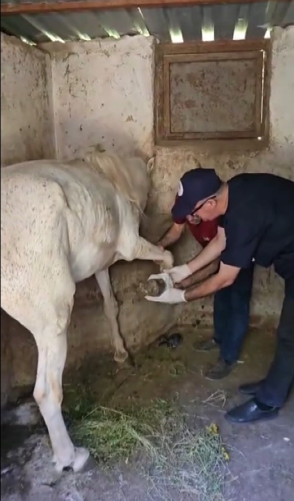 Ayağına çivi batan atın yardıma veteriner hekimler koştu
