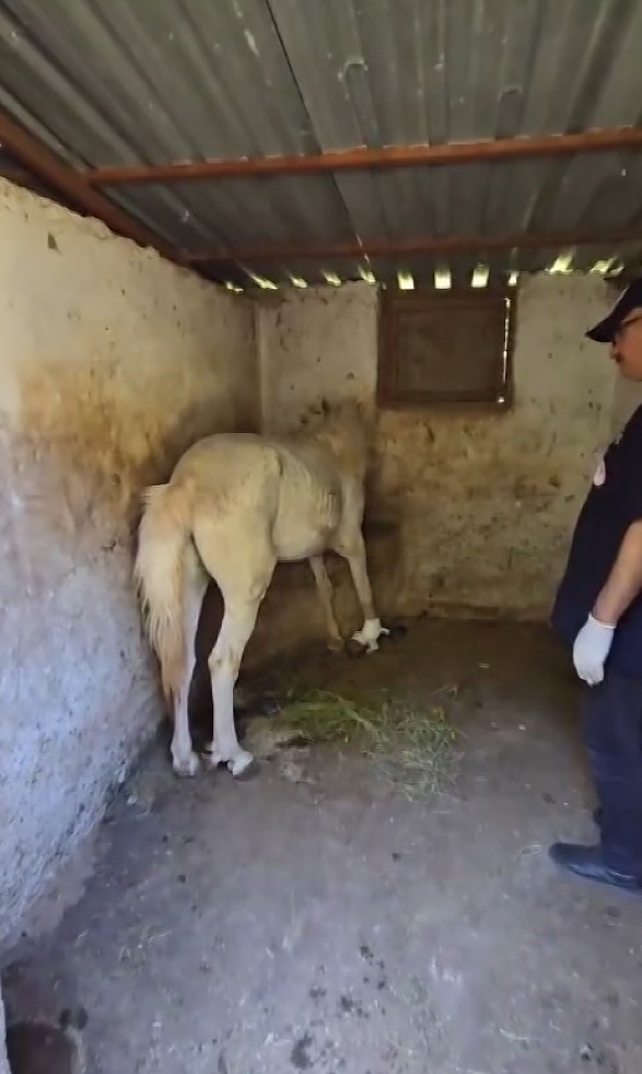 Ayağına çivi batan atın yardıma veteriner hekimler koştu
