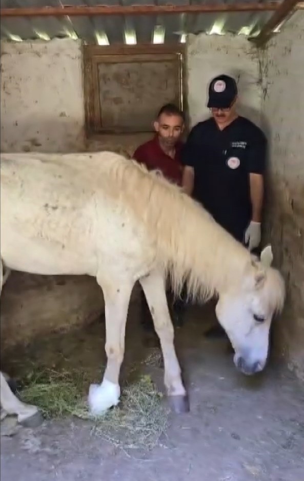 Ayağına çivi batan atın yardıma veteriner hekimler koştu
