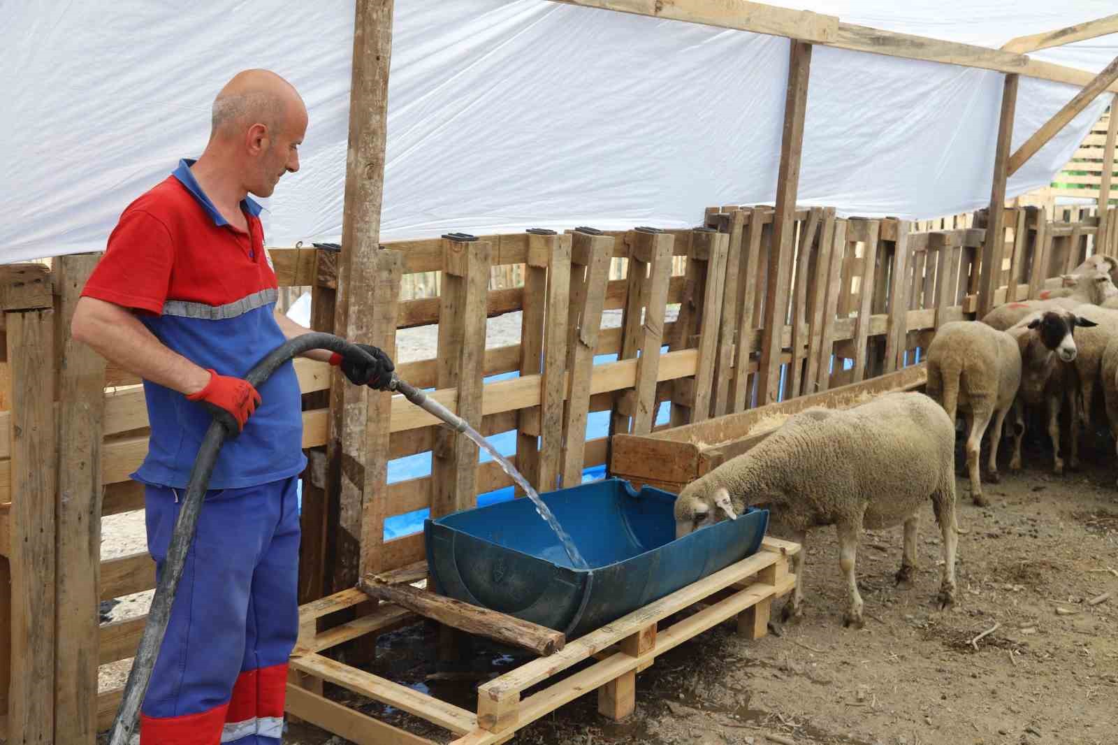 Kurbanlıklar pazar yerlerinde alıcıları bekliyor
