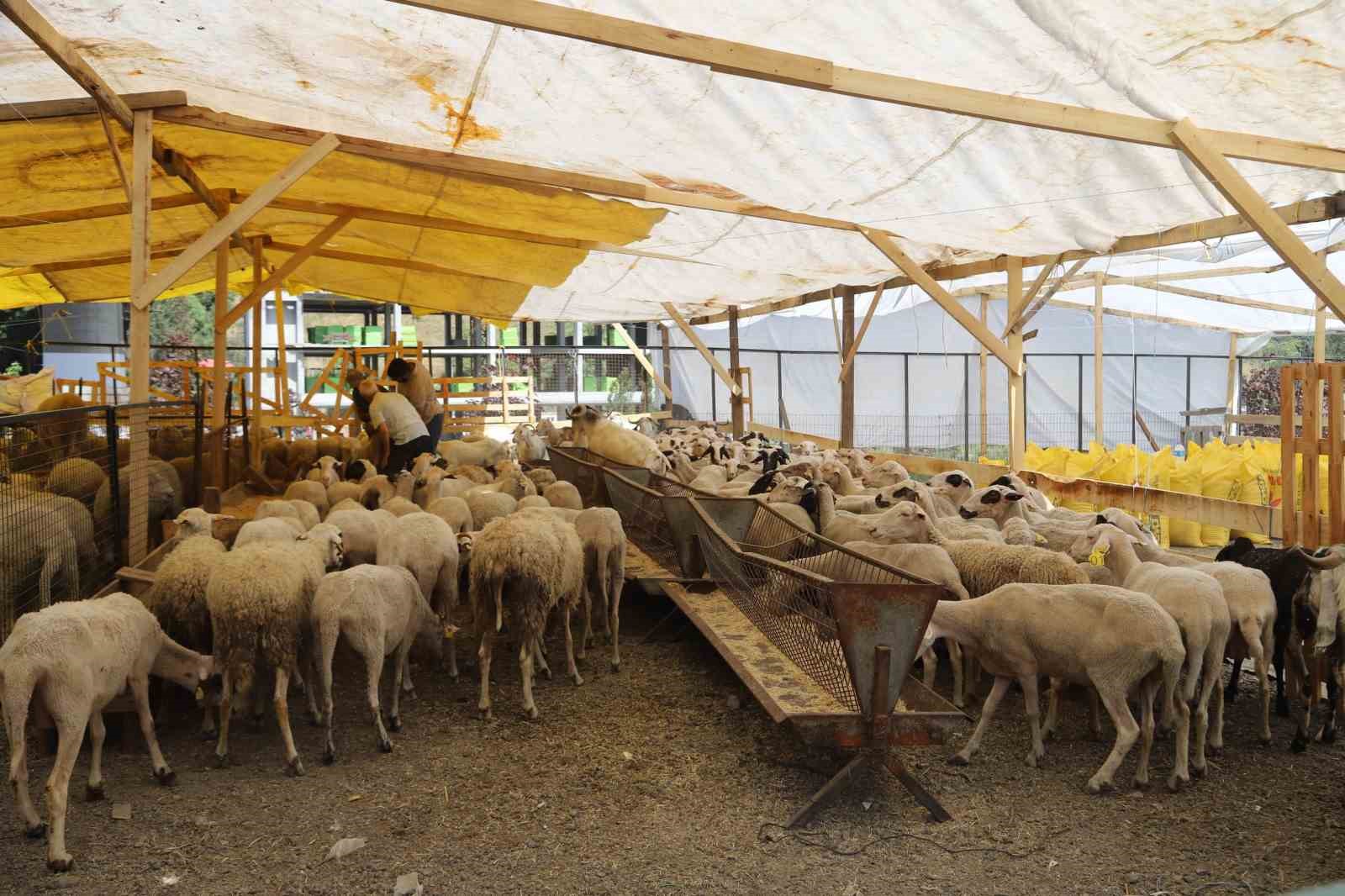 Kurbanlıklar pazar yerlerinde alıcıları bekliyor
